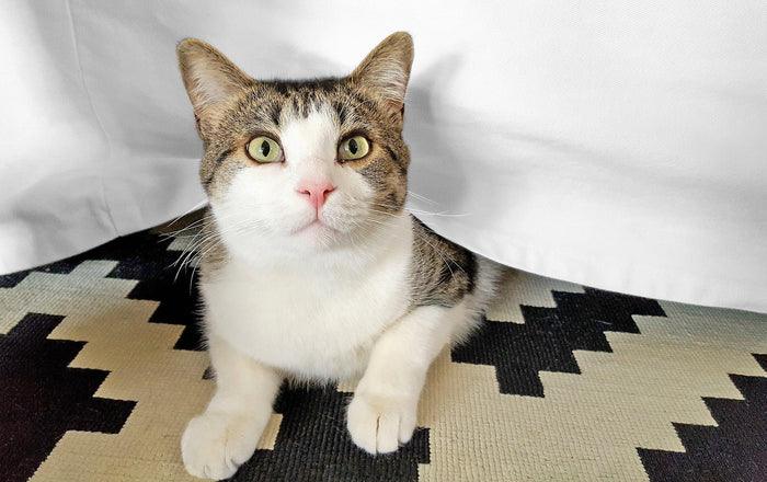 Egyptian Cotton 300 Thread Count Solid Bed Skirt